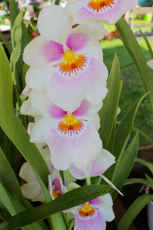 white  orchidの写真素材