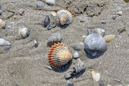 shells on the beach