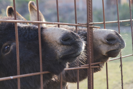 donkey in the farmの写真素材