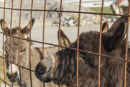 donkey in the farmの写真素材