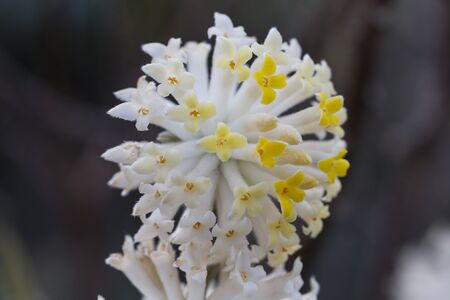 white flowers on tree in springの写真素材
