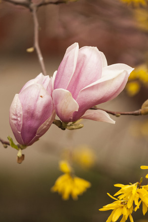 magnolia blooming  on treeの写真素材