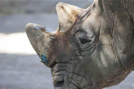 rhino at the zooの写真素材