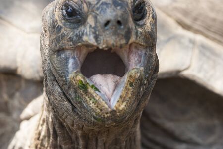 turtle eating