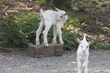 goat markhorの写真素材