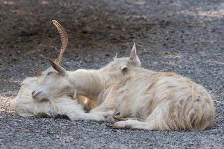 goat markhorの写真素材