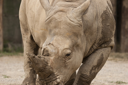 rhino at the zooの写真素材