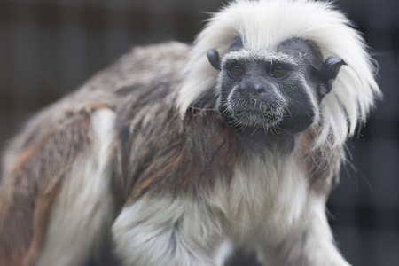 gibbon in the jungle