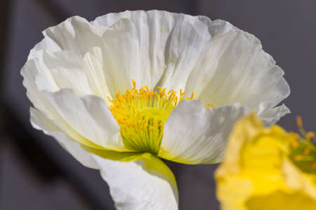 poppies in the gardenの写真素材