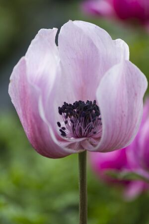anemone coronaria in the gardenの写真素材