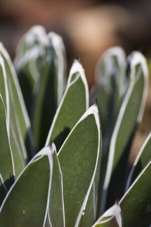succulent plant in the gardenの写真素材