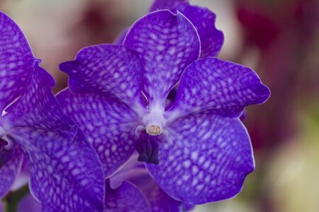 orchid in the garden