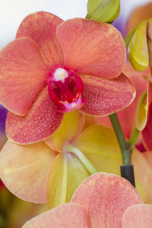 orchid in the gardenの写真素材