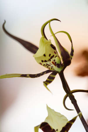 orchid in the gardenの写真素材