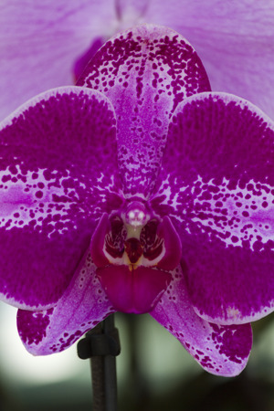 orchid in the gardenの写真素材