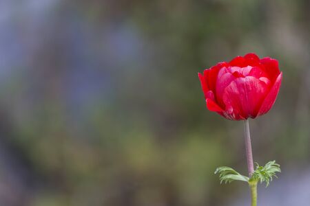anemone coronaria in the gardenの写真素材