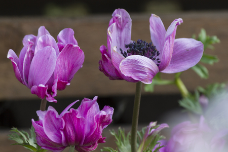 anemone coronaria in the gardenの写真素材