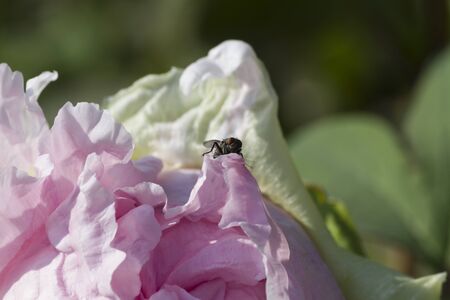 Fly on the peony in the gardenの写真素材