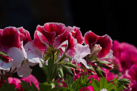 carnations in the garden