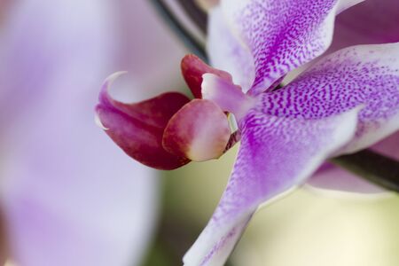 orchid in the gardenの写真素材