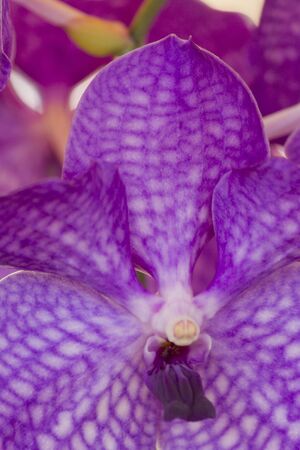 orchid in the gardenの写真素材