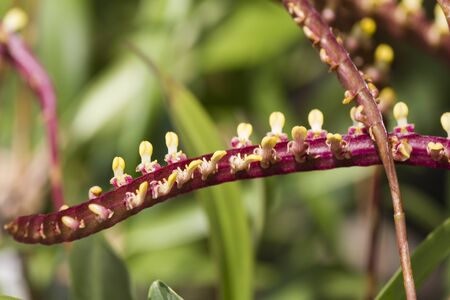 orchid in the gardenの写真素材