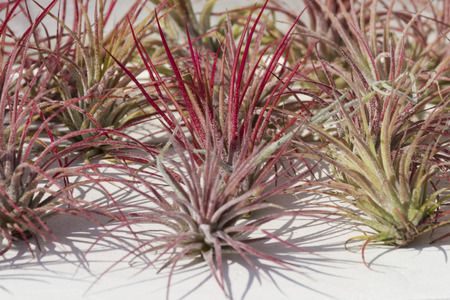 tillandsia ionatha fuego in the gardenの写真素材