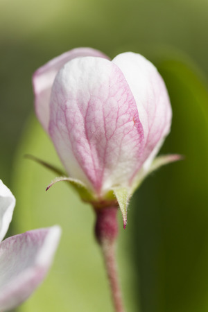 flower in the gardenの写真素材