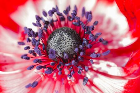anemone coronaria in the gardenの写真素材