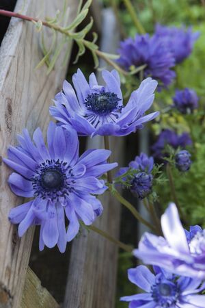 anemone coronaria in the gardenの写真素材