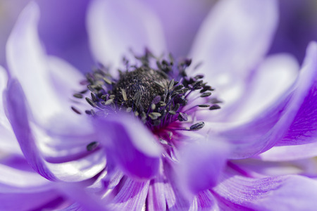 anemone coronaria in the gardenの写真素材