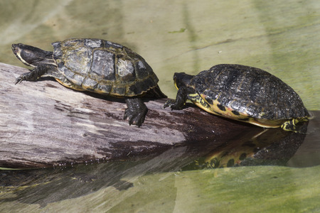 tortoiseの写真素材