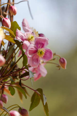 roses in the gardenの写真素材