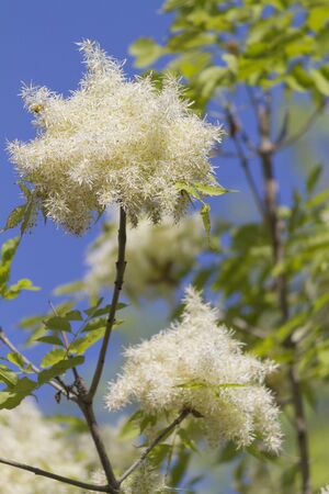 white flowers on treeの写真素材