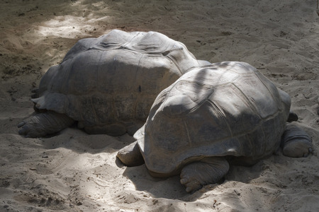 tortoiseの写真素材