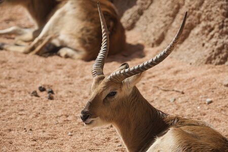 antelope in the forestの写真素材