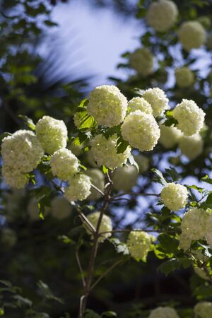 white flowers on tree