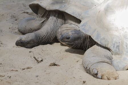 tortoiseの写真素材