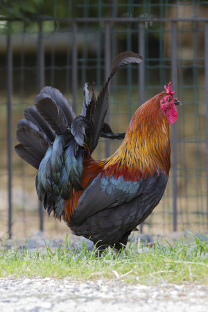 rooster in the farmの写真素材