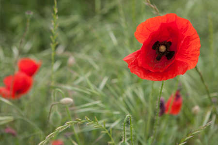poppies in the gardenの写真素材