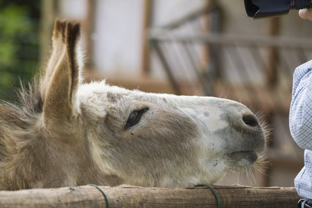 donkey in the farm with photographerの写真素材