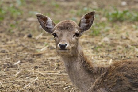 fawn in the woodsの写真素材