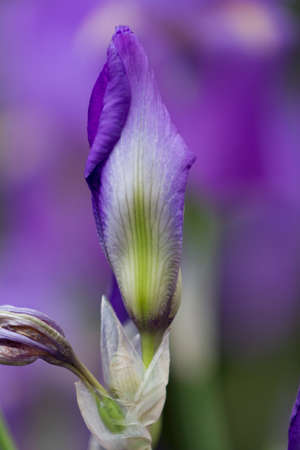 iris gladiolus in the gardenの写真素材