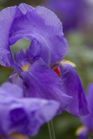 iris gladiolus in the gardenの写真素材