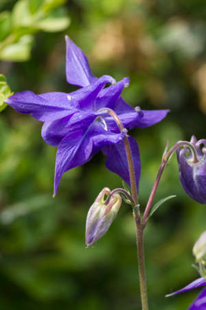 columbine in the gardenの写真素材