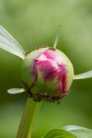 peony in the garden with antsの写真素材