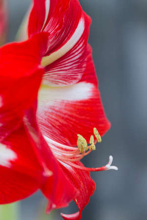 amaryllis flower in the gardenの写真素材