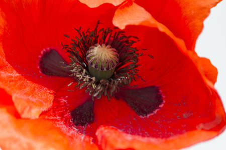 poppies in the gardenの写真素材