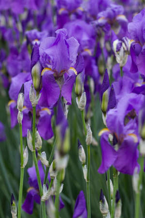 iris gladiolus in the garden