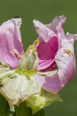 dried peony in the gardenの写真素材